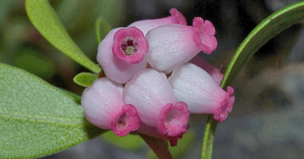 uva ursi bearberry flowers that start with u
