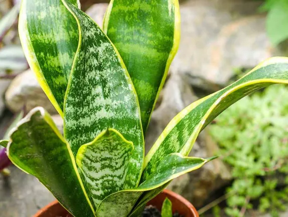 plants with waxy leaves